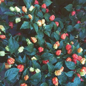 Peppers