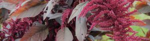 amaranth
