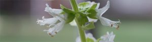 Basil