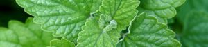 Catnip