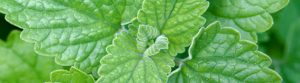 Catnip