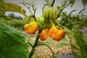 Exotic pepper