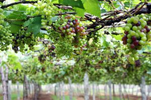 Grapes