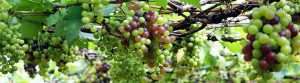 Grapes