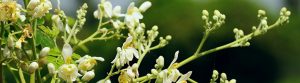 Moringa