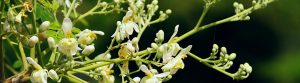 Moringa