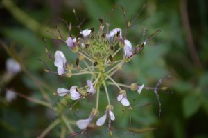 Cleome gynandra