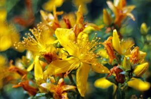 st johns wort