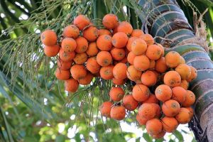 Areca nut